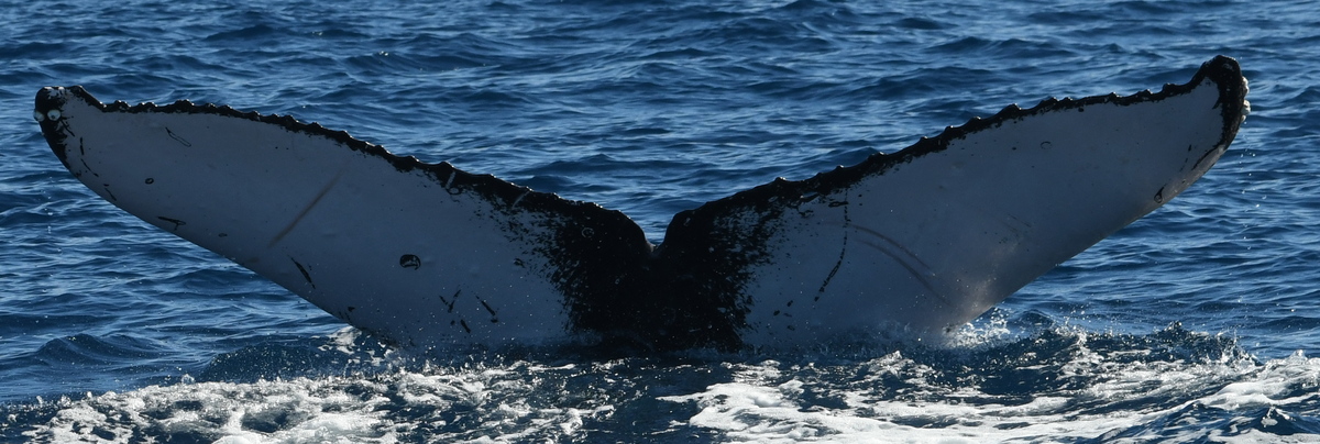 Fluke of OCF-R-1780