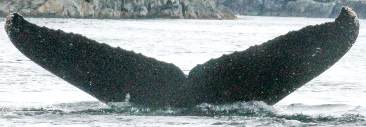 Fluke of Quest Engagement (SE Alaska)