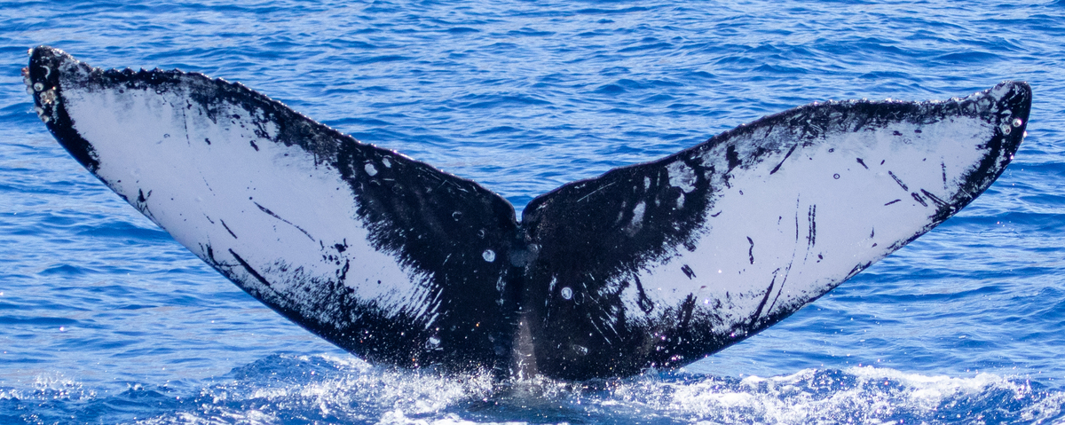Fluke of HIHWNMS-2022-2-17_G08A01