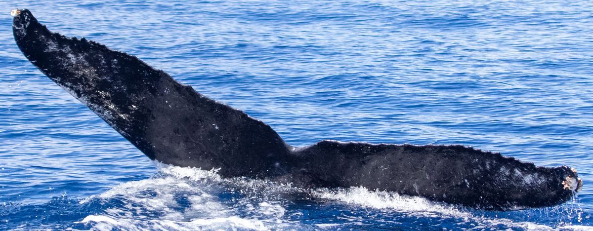 Fluke of HIHWNMS-2022-3-3_G02A09
