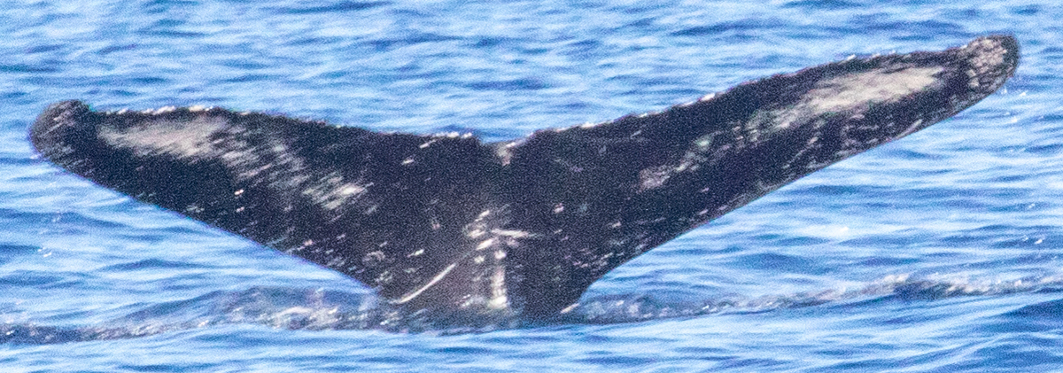 Fluke of HIHWNMS-2022-2-3_O13