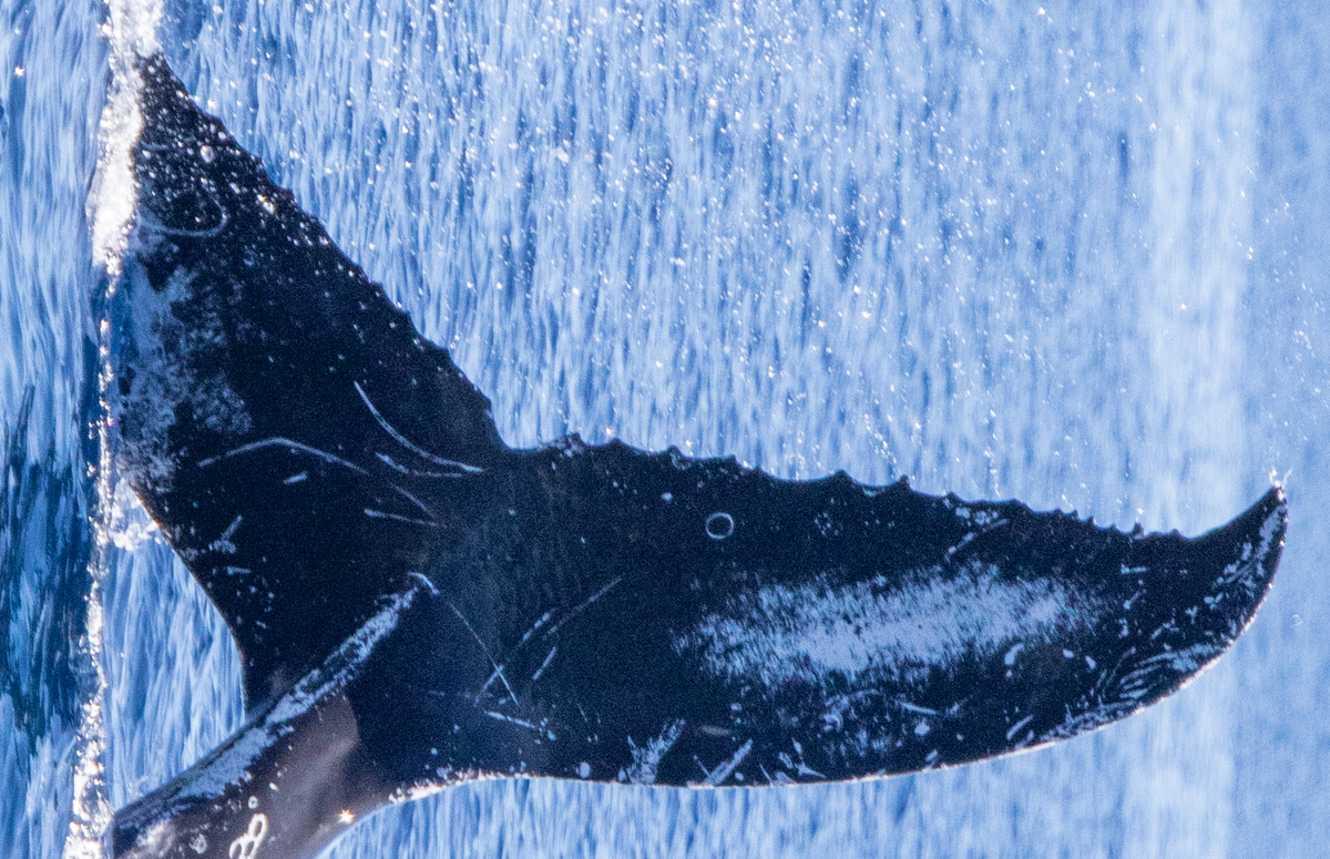 Fluke of HIHWNMS-2022-2-3_G07A02