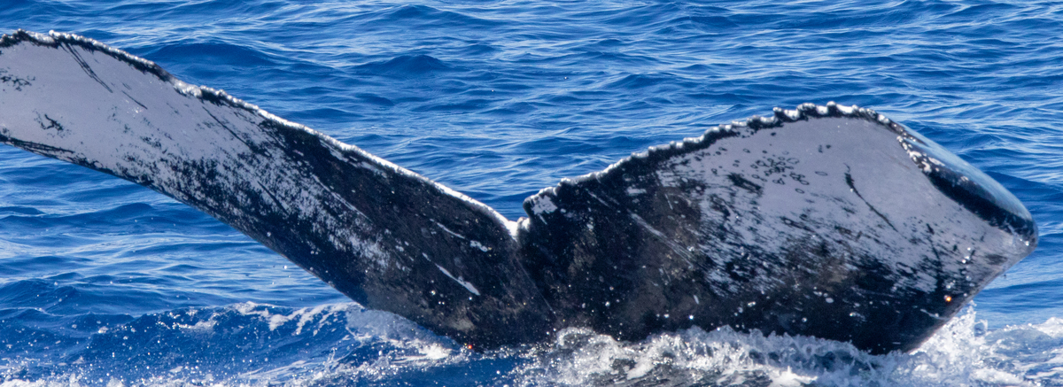Fluke of HIHWNMS-2022-2-17_G06A07