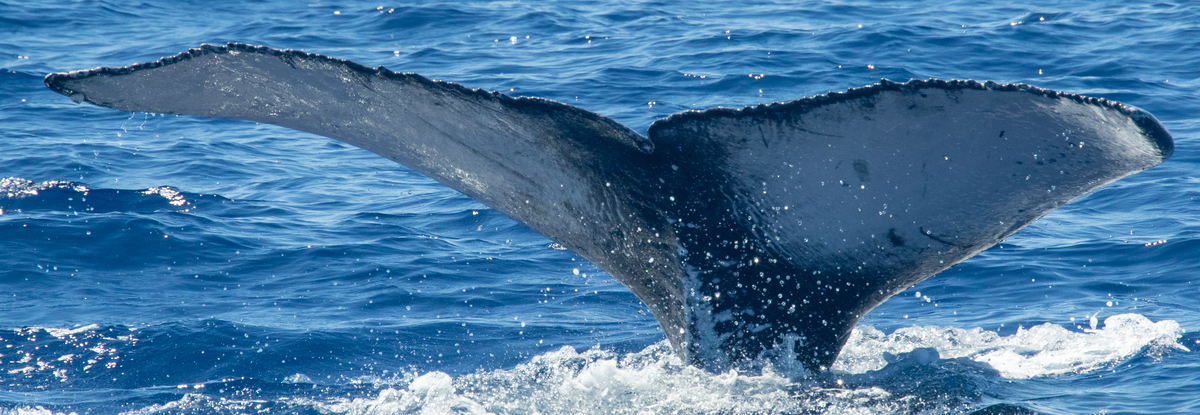 Fluke of HIHWNMS-2022-2-24_G05A01