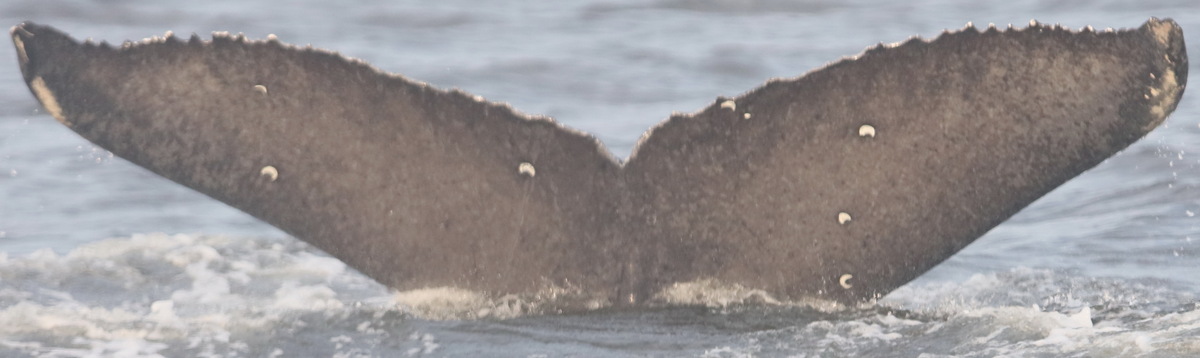 Fluke of Zipper (BC)