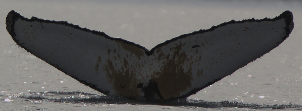 Fluke of HW-MN1303887