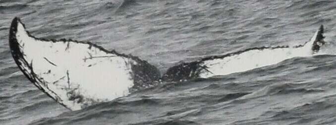 Fluke of HW-MN0401350