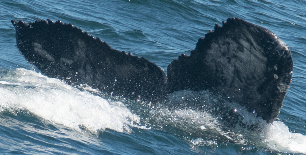 Fluke of 2021-2022 calf of HW-MN0502512
