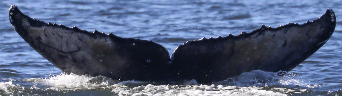 Fluke of Rugrat 2021-2022 calf of Didi