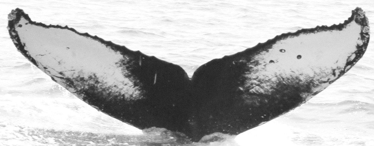 Fluke of CRC-15490