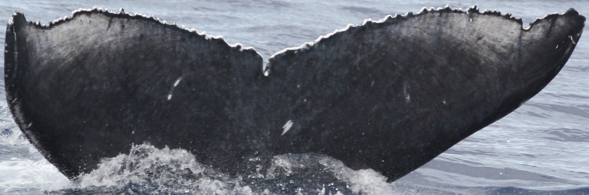 Fluke of TDI-21564
