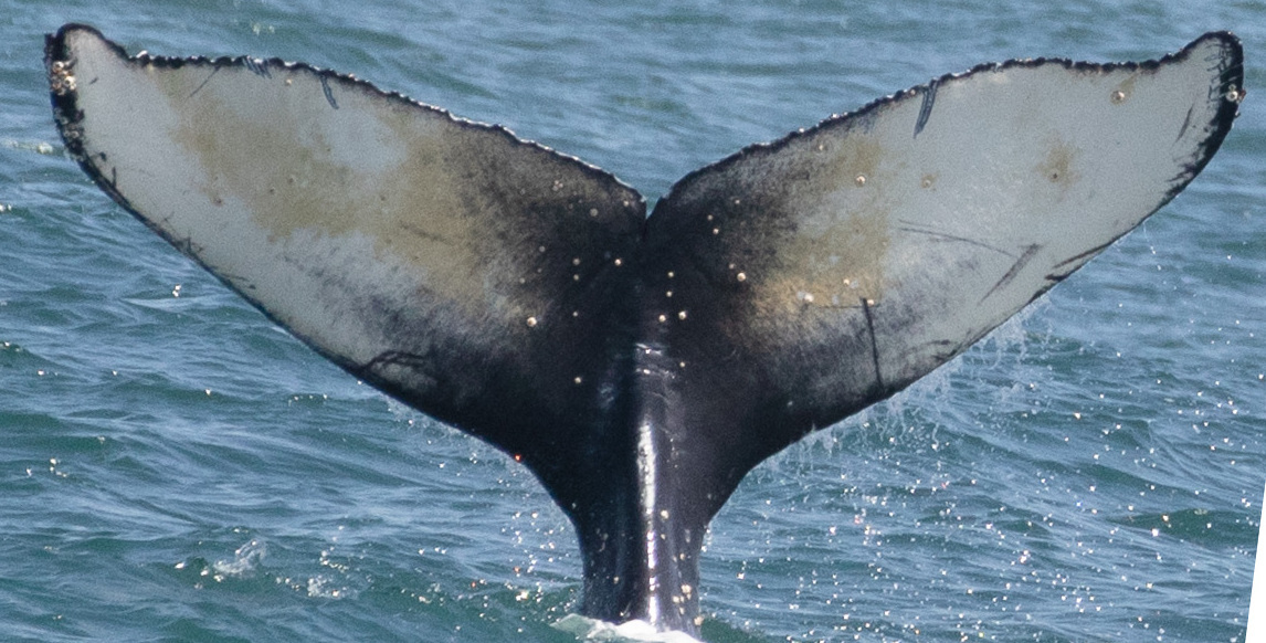 Fluke of Aria (2022 calf of Fran)