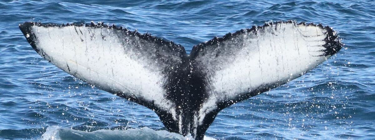 Fluke of Miam-miam (Husavik)