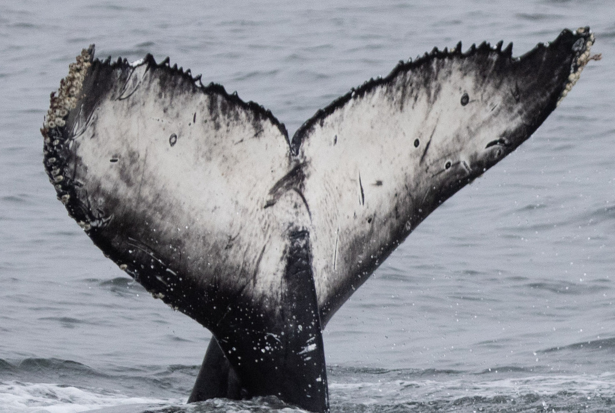 Fluke of Dragonfly (Monterey Bay)