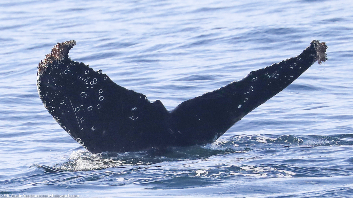 Fluke of CRC-20638