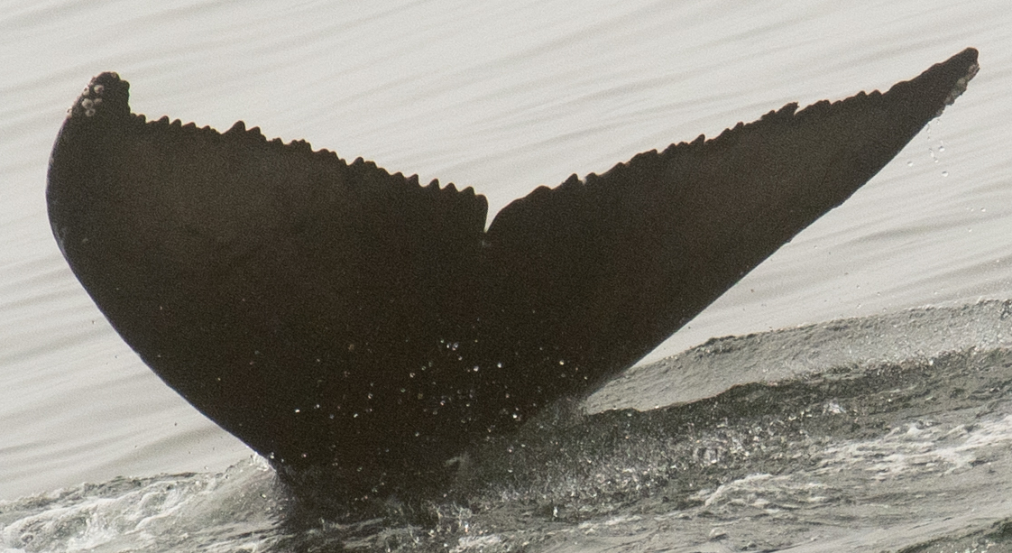 Fluke of 2021-2022 calf of Jolly Roger