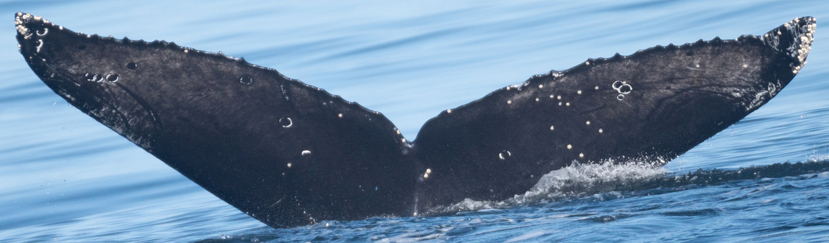 Fluke of Stanley (California)