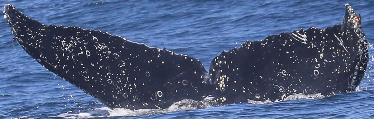 Fluke of CRC-20646