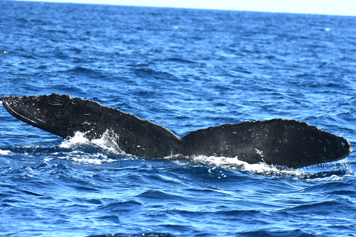 Fluke of HW-MN0530010