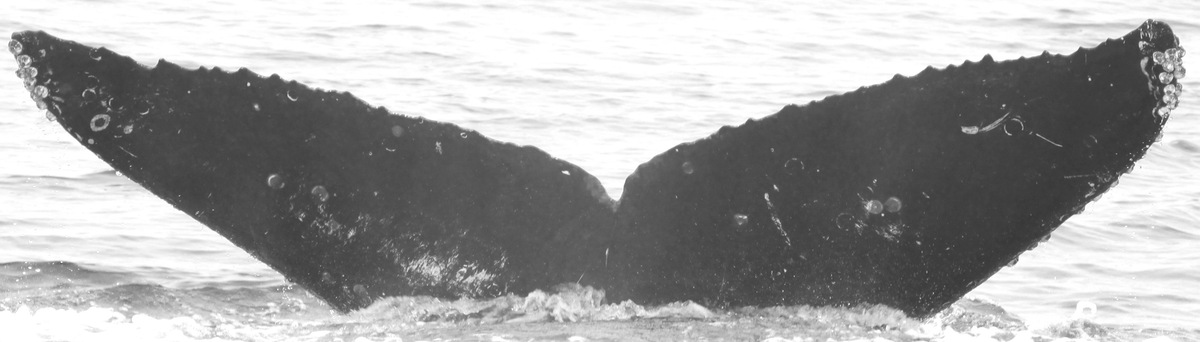 Fluke of CRC-12506