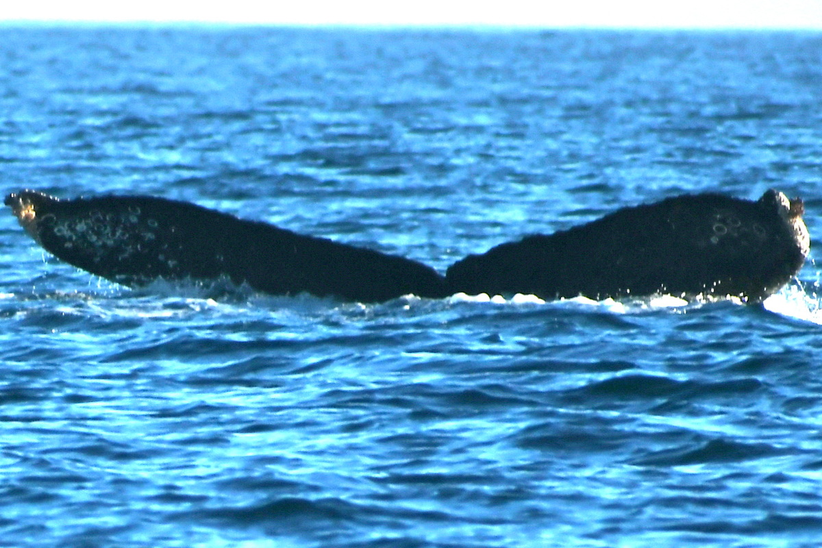Fluke of HW-MN0523111
