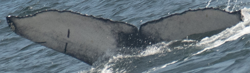 Fluke of 2021-2022 calf of CRC-9038