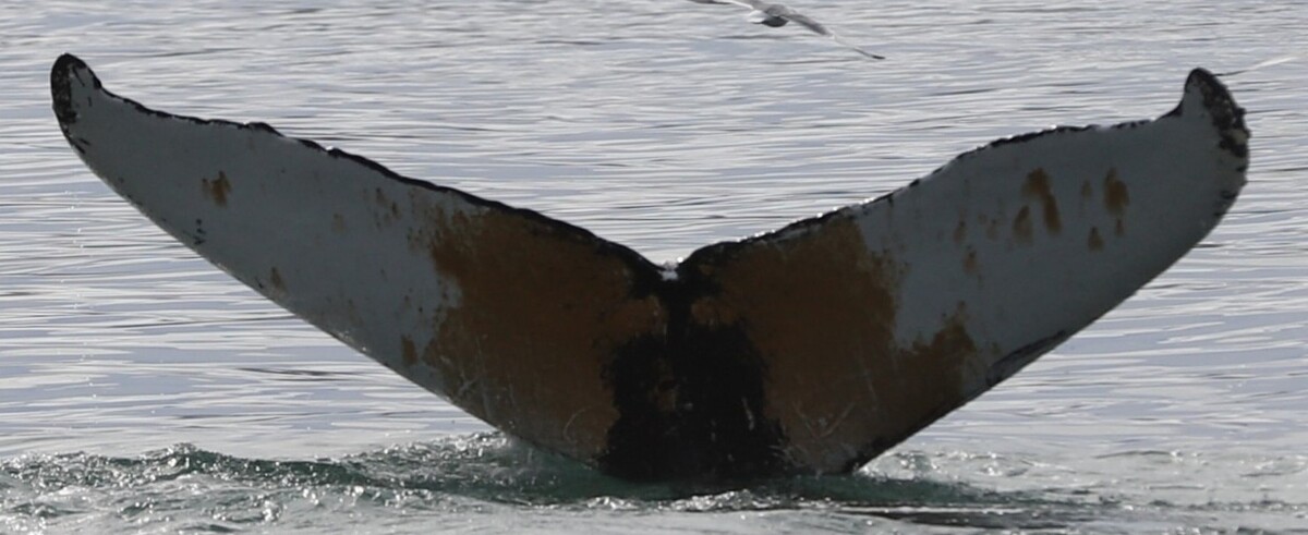 Fluke of HW-MN0102778