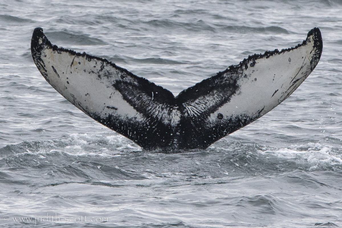 Fluke of Angel (Westfjords) aka Vleugels (Husavik)