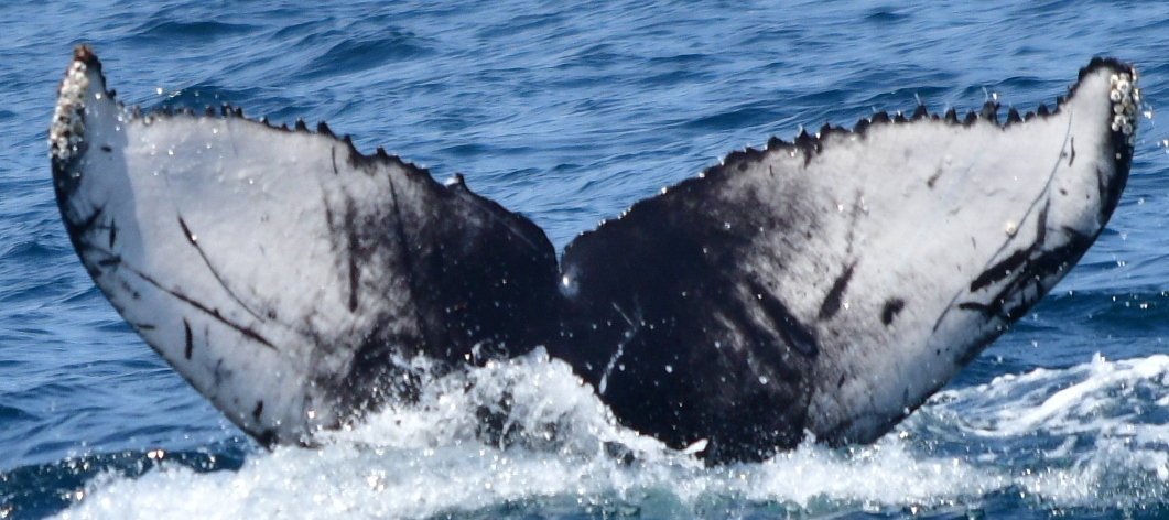 Fluke of 2021-2022 calf of UABCS-MN5-04R0441