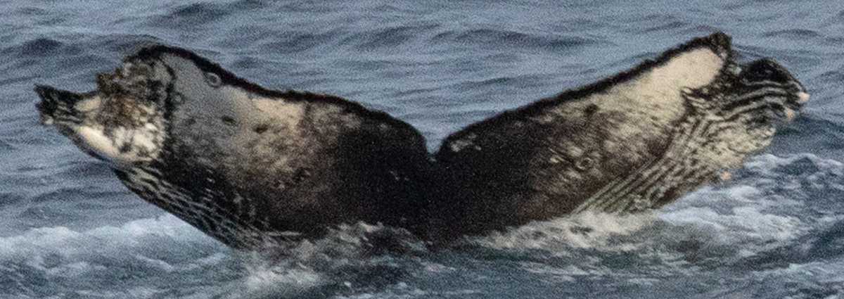 Fluke of CRC-21378