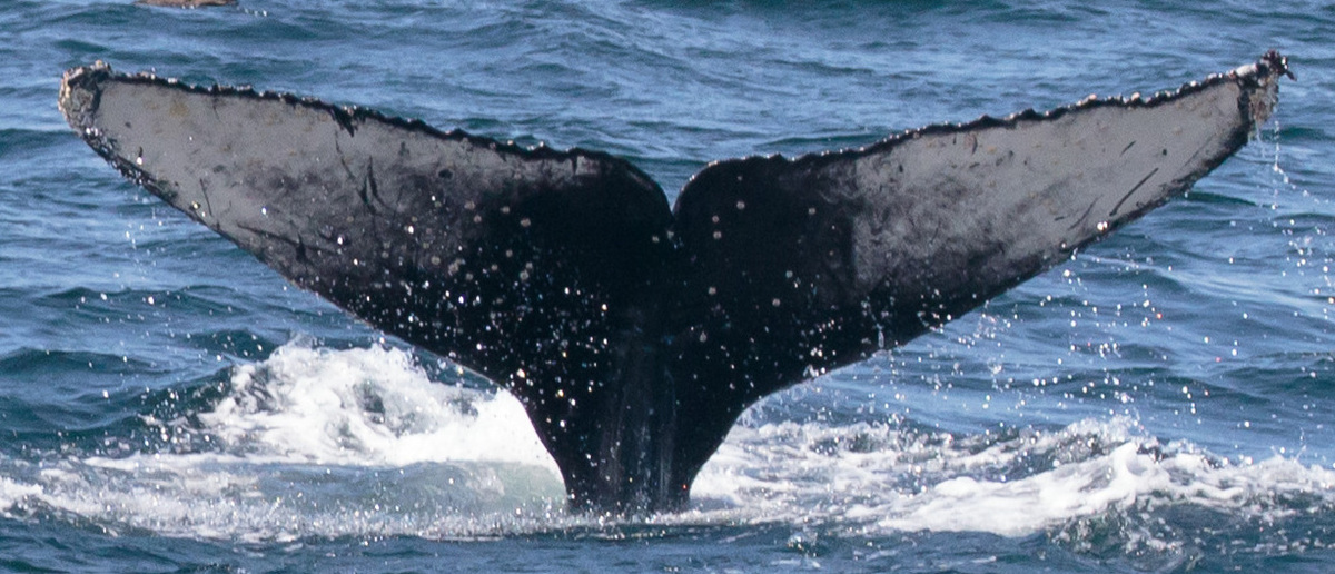 Fluke of CRC-20674