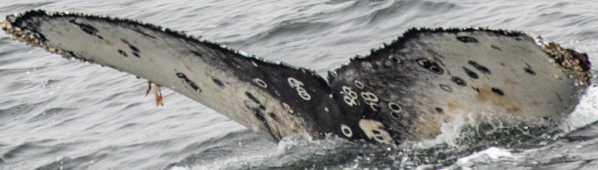 Fluke of CRC-22450