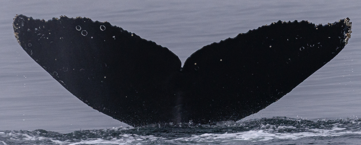 Fluke of CRC-20678
