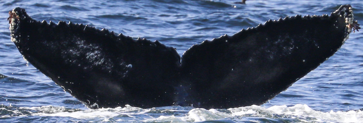 Fluke of CRC-20681