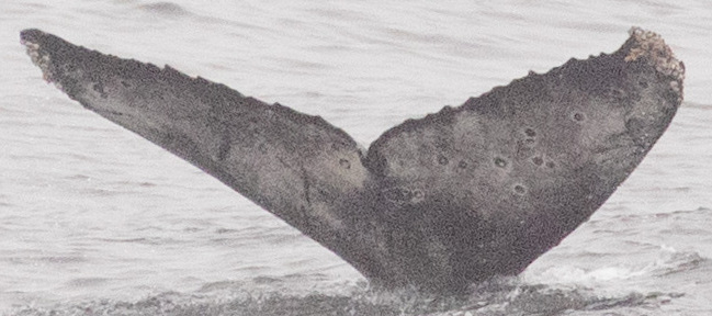 Fluke of CRC-21379
