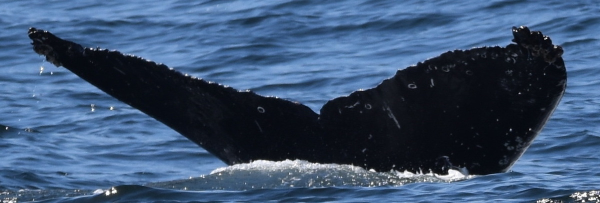Fluke of CRC-20685