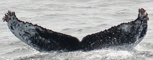 Fluke of CRC-20686