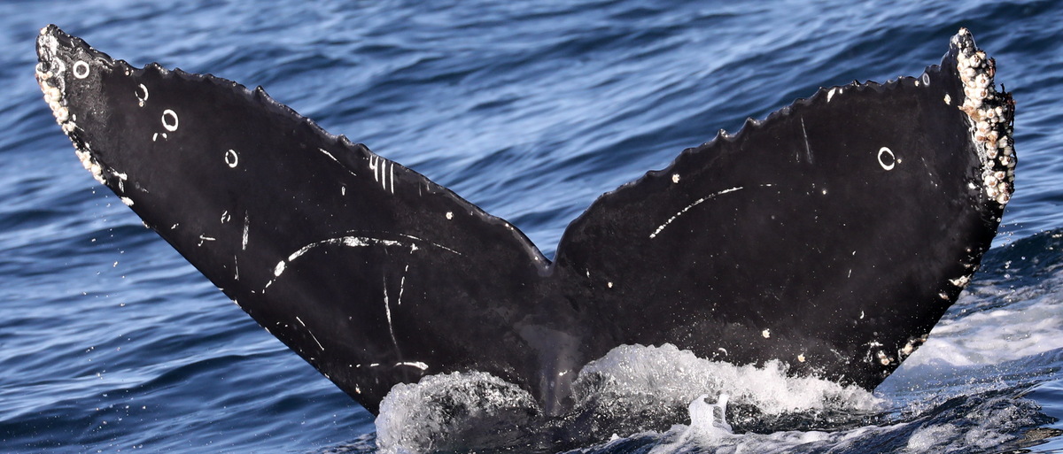 Fluke of Jewel (California)
