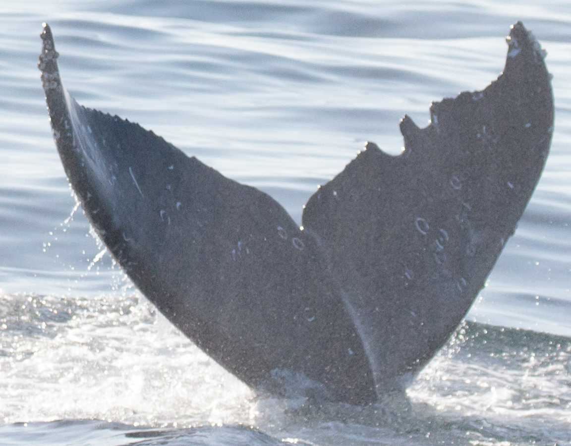 Fluke of CRC-20690