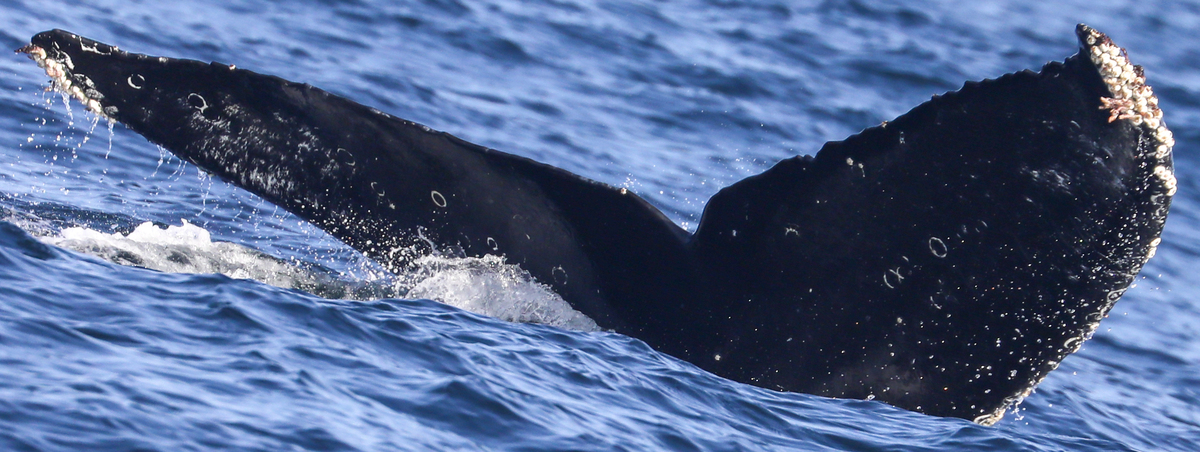 Fluke of CRC-20691