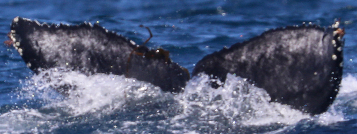 Fluke of Humphrey (Monterey)