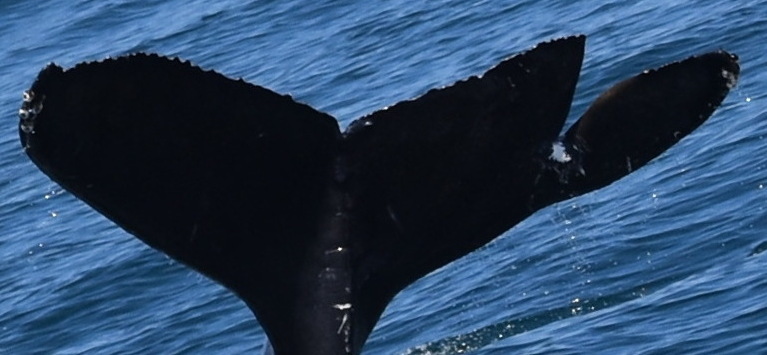 Fluke of CRC-20364