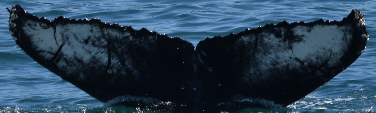 Fluke of CRC-20703