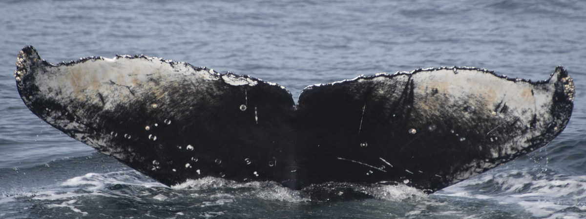 Fluke of CRC-20705