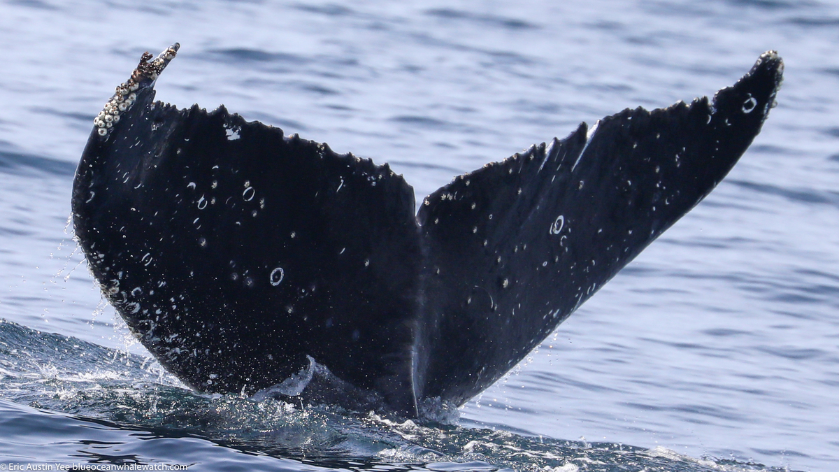 Fluke of CRC-20706