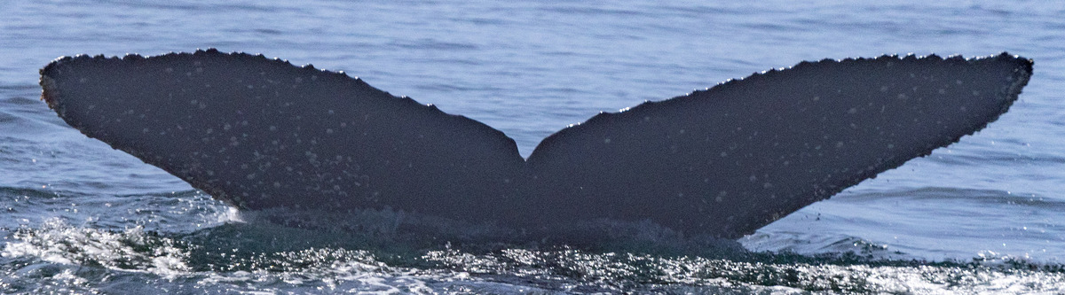 Fluke of CRC-20707