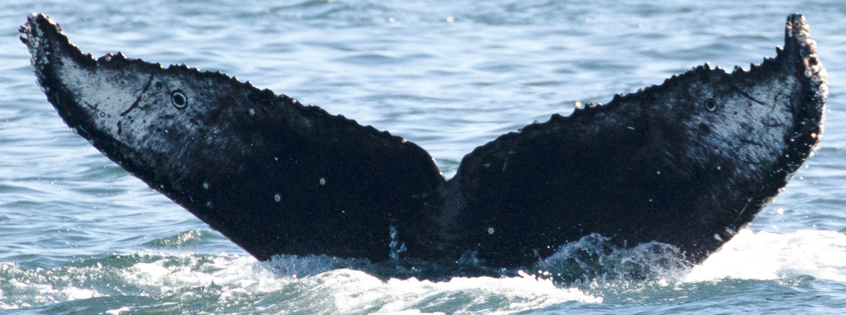 Fluke of CRC-20711