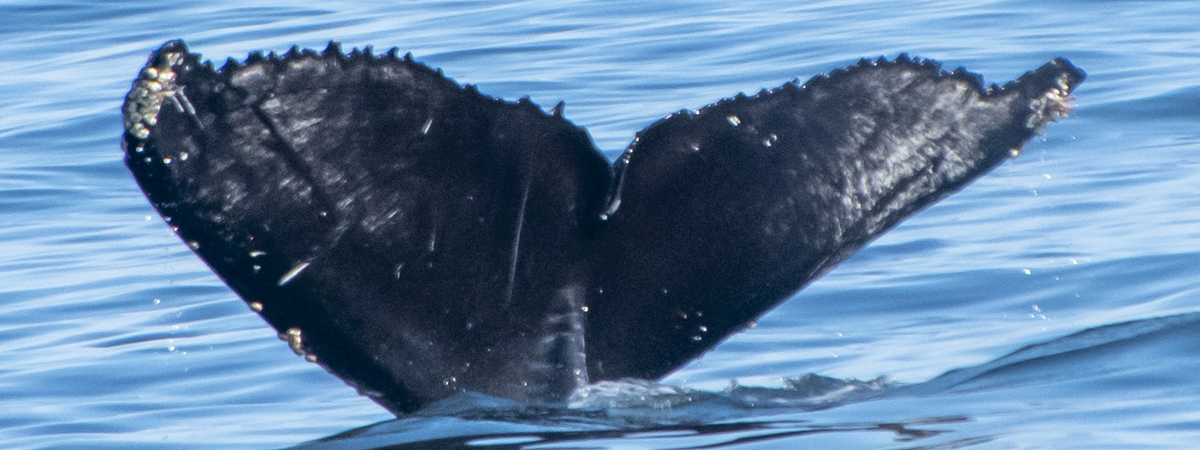 Fluke of CRC-20715