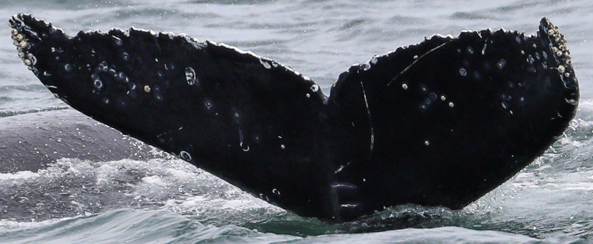 Fluke of CRC-20716