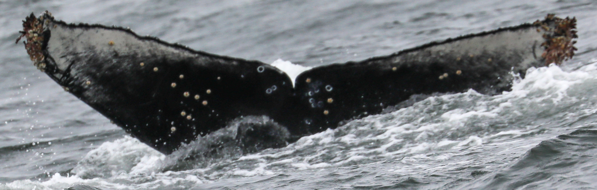 Fluke of CRC-20719